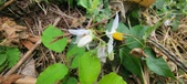 Enlarge photo 252