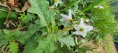 Enlarge photo 257