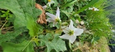 Enlarge photo 256