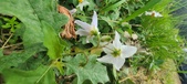 Enlarge photo 255
