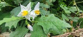 Enlarge photo 261