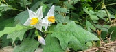 Enlarge photo 260