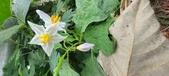 Enlarge photo 259