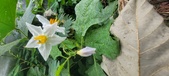 Enlarge photo 258