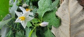 Enlarge photo 265
