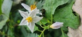 Enlarge photo 264
