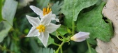 Enlarge photo 263