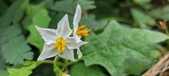 Enlarge photo 262