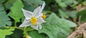 Enlarge photo 268