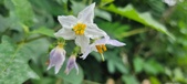 Enlarge photo 267