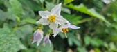 Enlarge photo 266