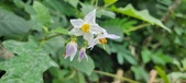Enlarge photo 275