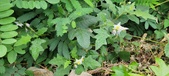 Enlarge photo 276