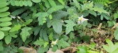 Enlarge photo 277