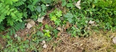 Enlarge photo 278