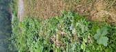 Enlarge photo 279