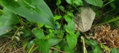 Enlarge photo 290