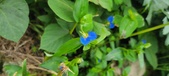 Enlarge photo 296
