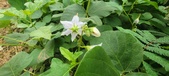 Enlarge photo 306