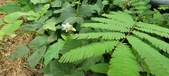 Enlarge photo 305