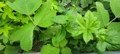 Enlarge photo 303