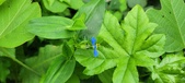 Enlarge photo 310