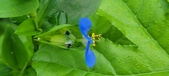 Enlarge photo 309