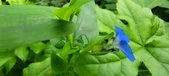 Enlarge photo 348