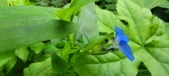 Enlarge photo 347