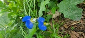 Enlarge photo 345