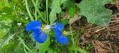 Enlarge photo 342