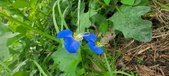 Enlarge photo 341