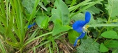 Enlarge photo 338