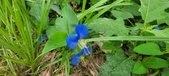 Enlarge photo 337