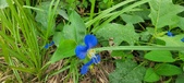 Enlarge photo 336
