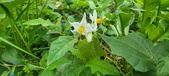 Enlarge photo 335