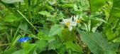 Enlarge photo 333