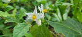 Enlarge photo 327