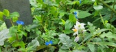 Enlarge photo 325