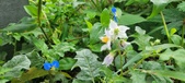 Enlarge photo 323