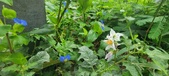 Enlarge photo 321