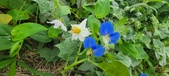 Enlarge photo 319