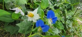 Enlarge photo 317