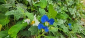 Enlarge photo 316