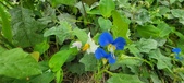 Enlarge photo 315