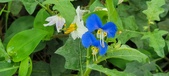 Enlarge photo 313