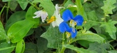 Enlarge photo 312