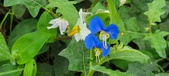 Enlarge photo 311