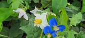 Enlarge photo 362