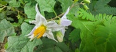 Enlarge photo 380